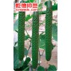 乾德帥冬黃瓜種子
