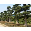 瀏陽羅漢松基地 柏加楓凌苗圃 精品羅漢松盆景批發