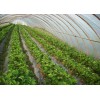 安徽專(zhuān)用大棚膜、合肥專(zhuān)用大棚膜、江蘇專(zhuān)用大棚膜
