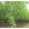 【速生柳】供應基地 好的速生柳苗 速生柳批發盡在綠韻苗木