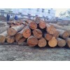 供應(yīng)香椿木 紅椿木原木