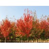 山東美國紅楓的繁殖栽培技術(shù)