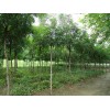 最新北京欒批發(fā)價格查詢，請到博豐苗木，價格保證最低