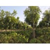 北京欒批發(fā)價格 北京欒種植基地 北京欒銷售商