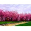 四川櫻花 溫江櫻花價格 櫻花供應 溫江櫻花批發 九九苗圃