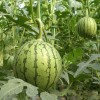 麒麟西瓜 全年供應