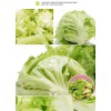 結球生菜-球生菜-漢堡生菜-圓生菜