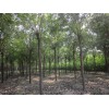 供應8公分國槐價格、山東8公分裸根國槐價格