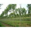 山東綠化苗木批發