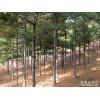 冬季華山松火熱銷售中…… 華山松報價批發(fā)基地-綠韻苗木