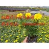 便宜的孔雀草，哪里有賣