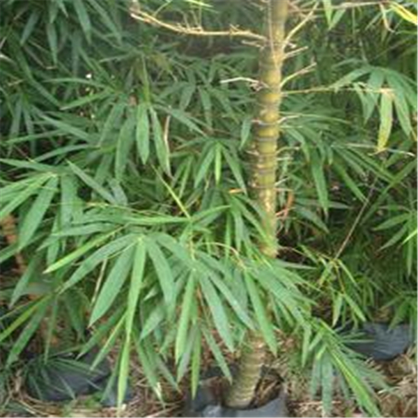 潮安縣金石鎮(zhèn)源利苗圃場