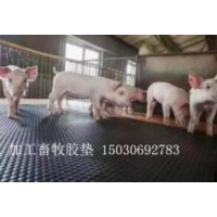 豬棚膠墊，牛欄墊，馬舍鋪設防滑膠墊，畜牧膠墊